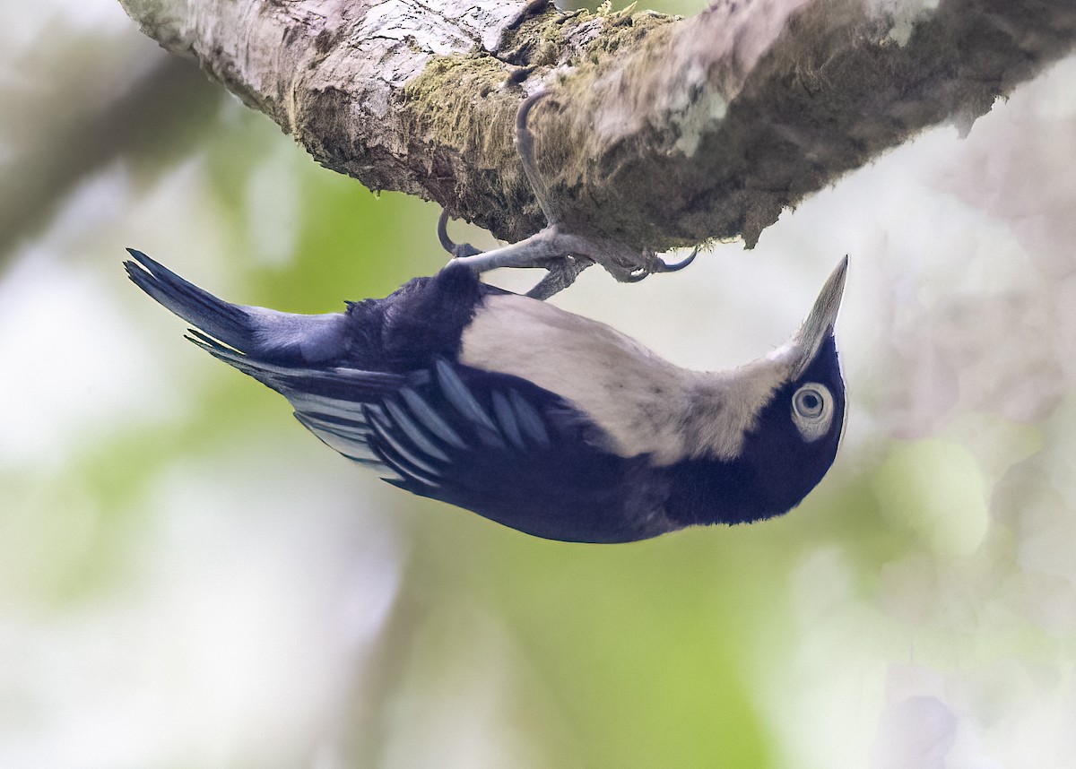 Blue Nuthatch - ML645376069