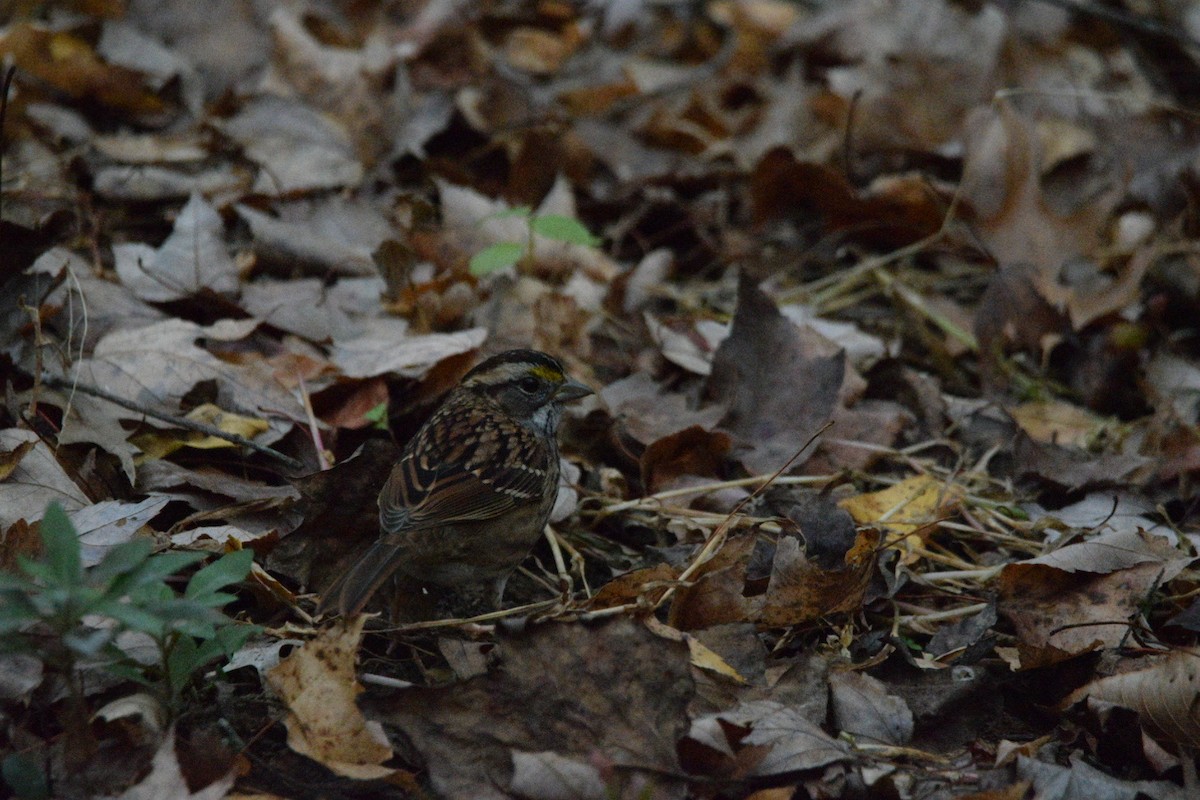 Weißkehlammer - ML645376074