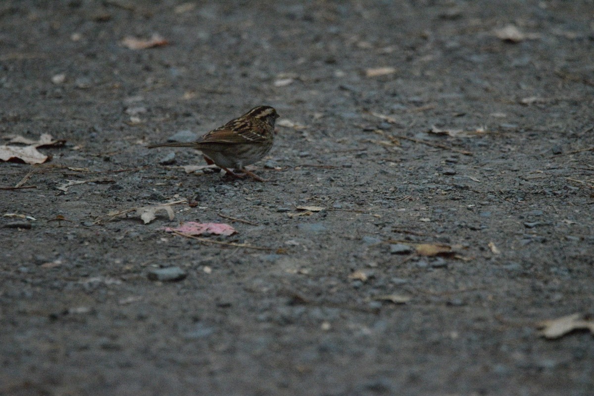 Weißkehlammer - ML645376075