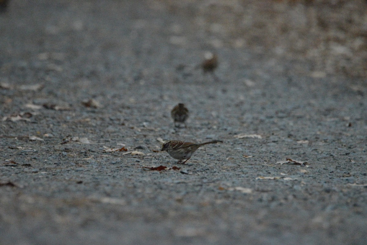 Weißkehlammer - ML645376076