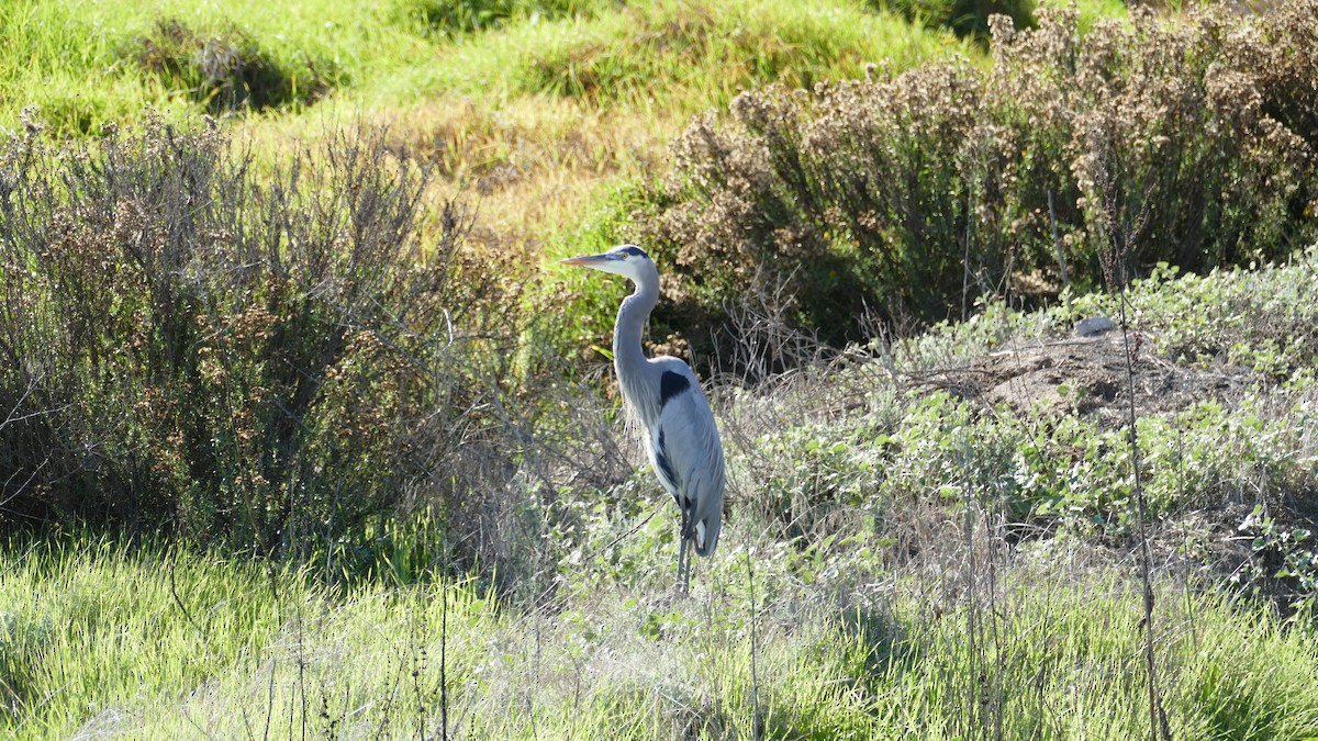 Great Blue Heron - ML645376077