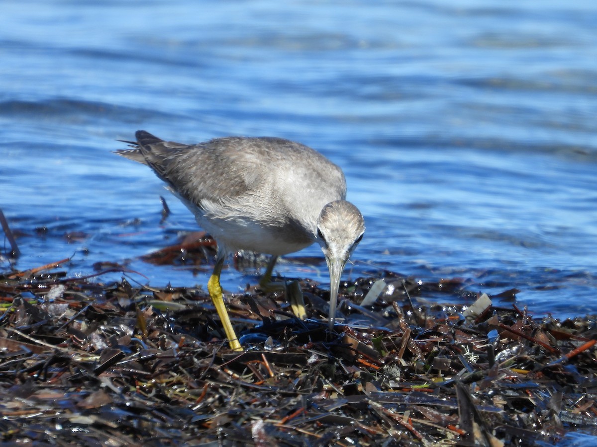 ביצנית אפורת-זנב - ML645376078