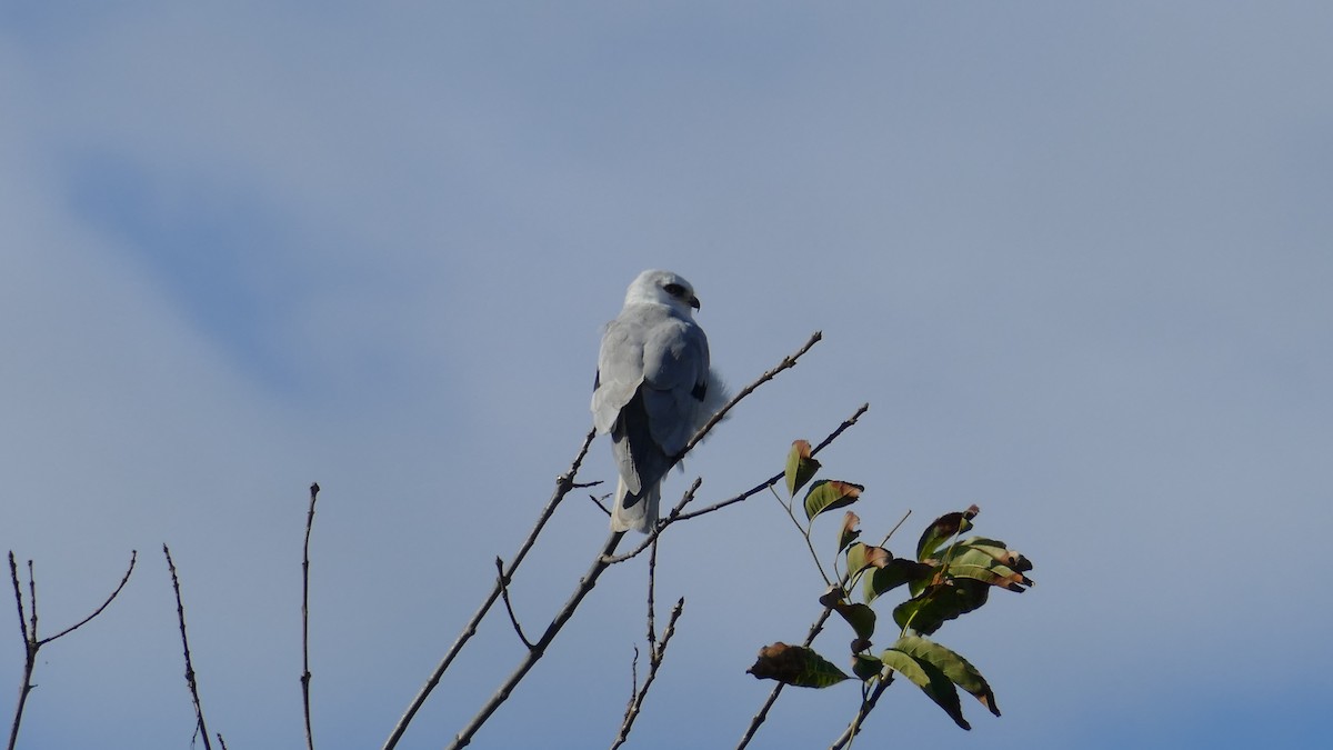 White-tailed Kite - ML645376082