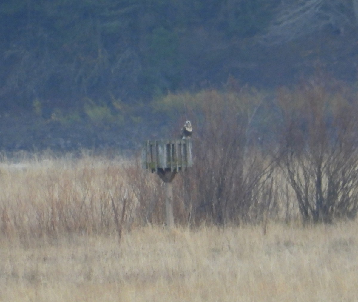 Тарлан сар - ML645376087