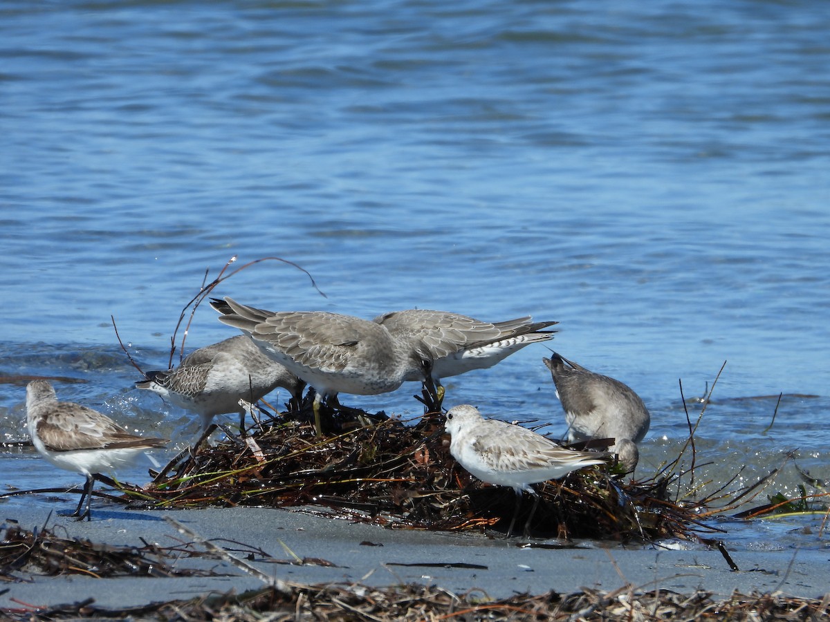 Red Knot - ML645376107