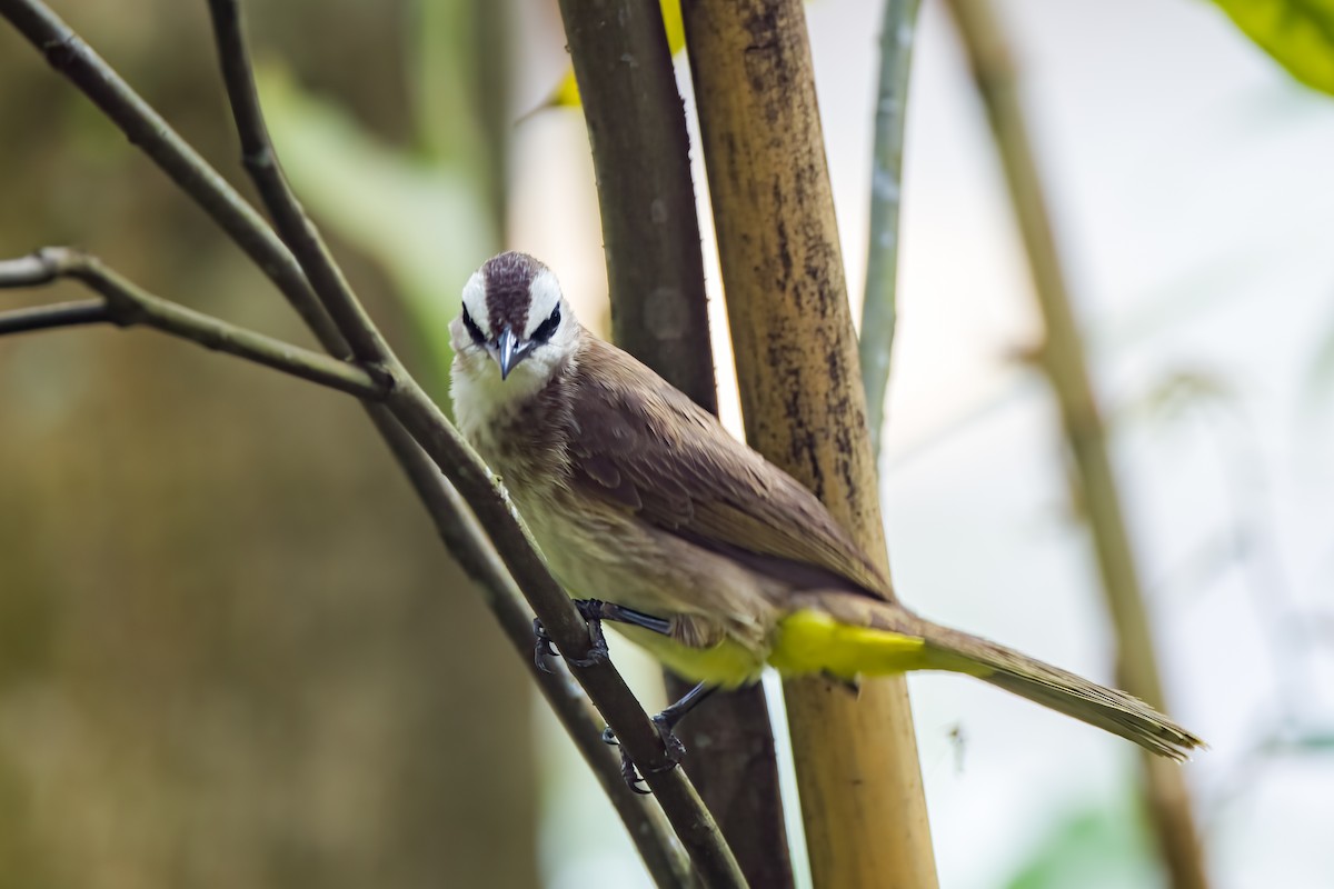 Yellow-vented Bulbul - ML645376108