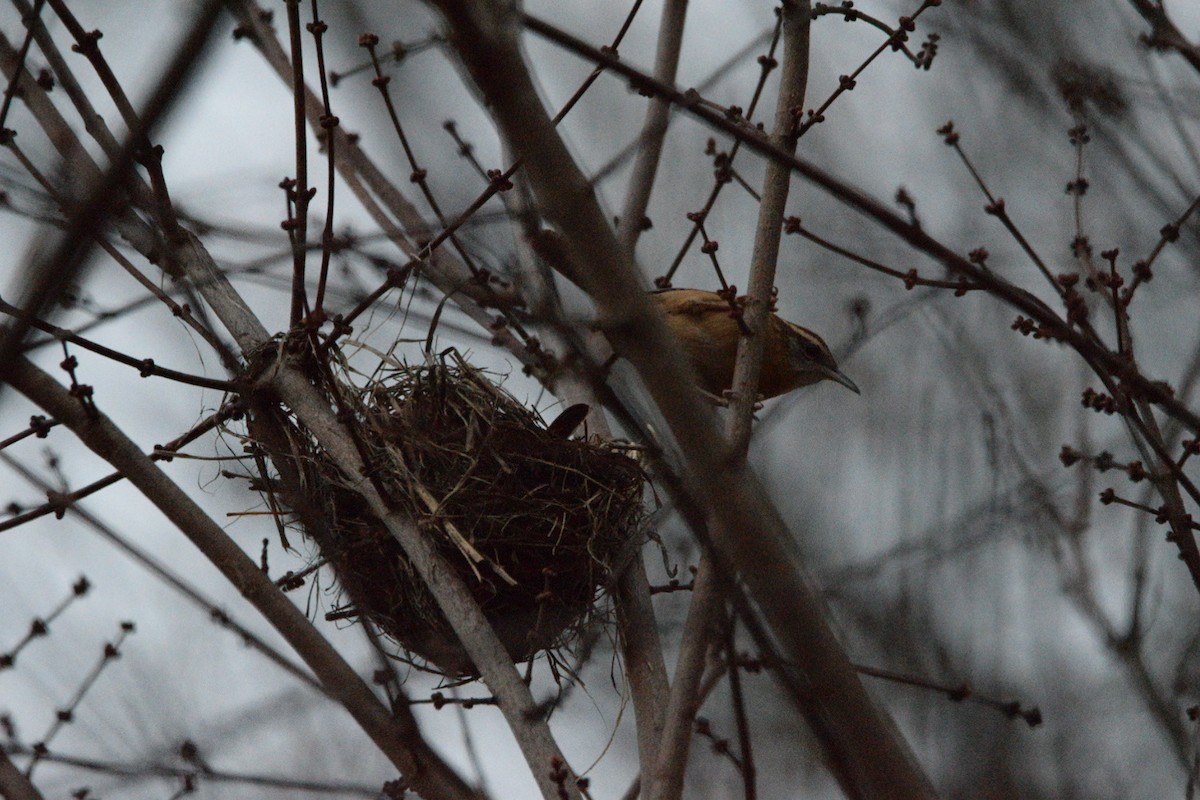 Carolinazaunkönig - ML645376109