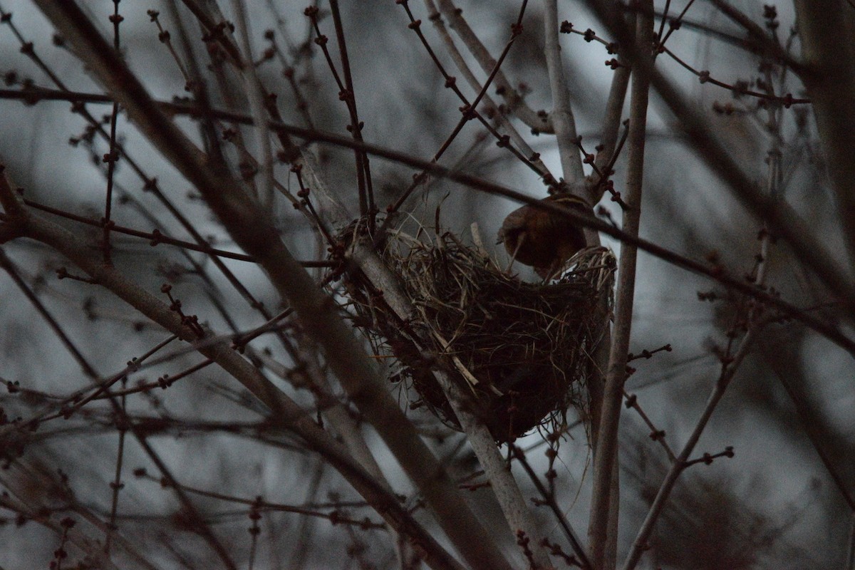 Carolinazaunkönig - ML645376110