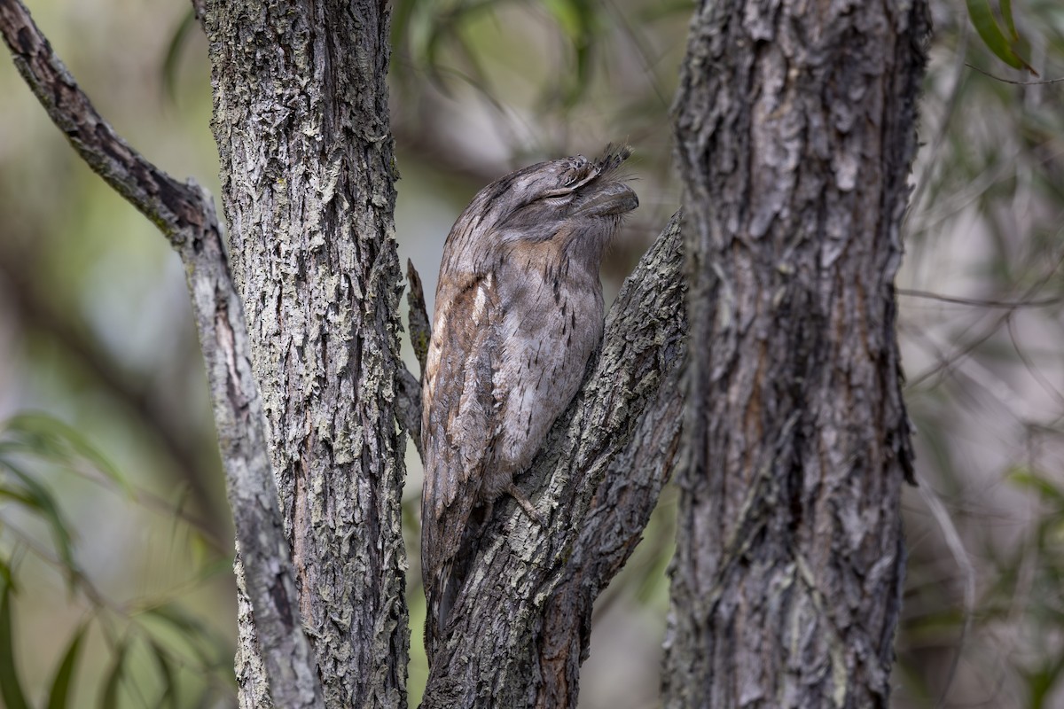 Tawny Frogmouth - ML645376112