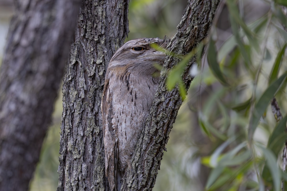 Tawny Frogmouth - ML645376113