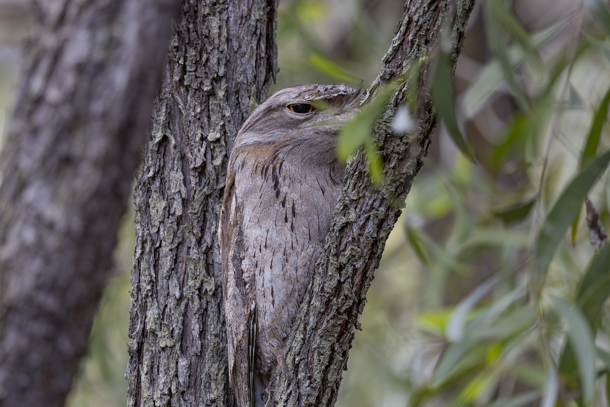 Tawny Frogmouth - ML645376114