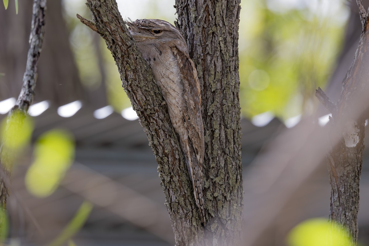 Tawny Frogmouth - ML645376115