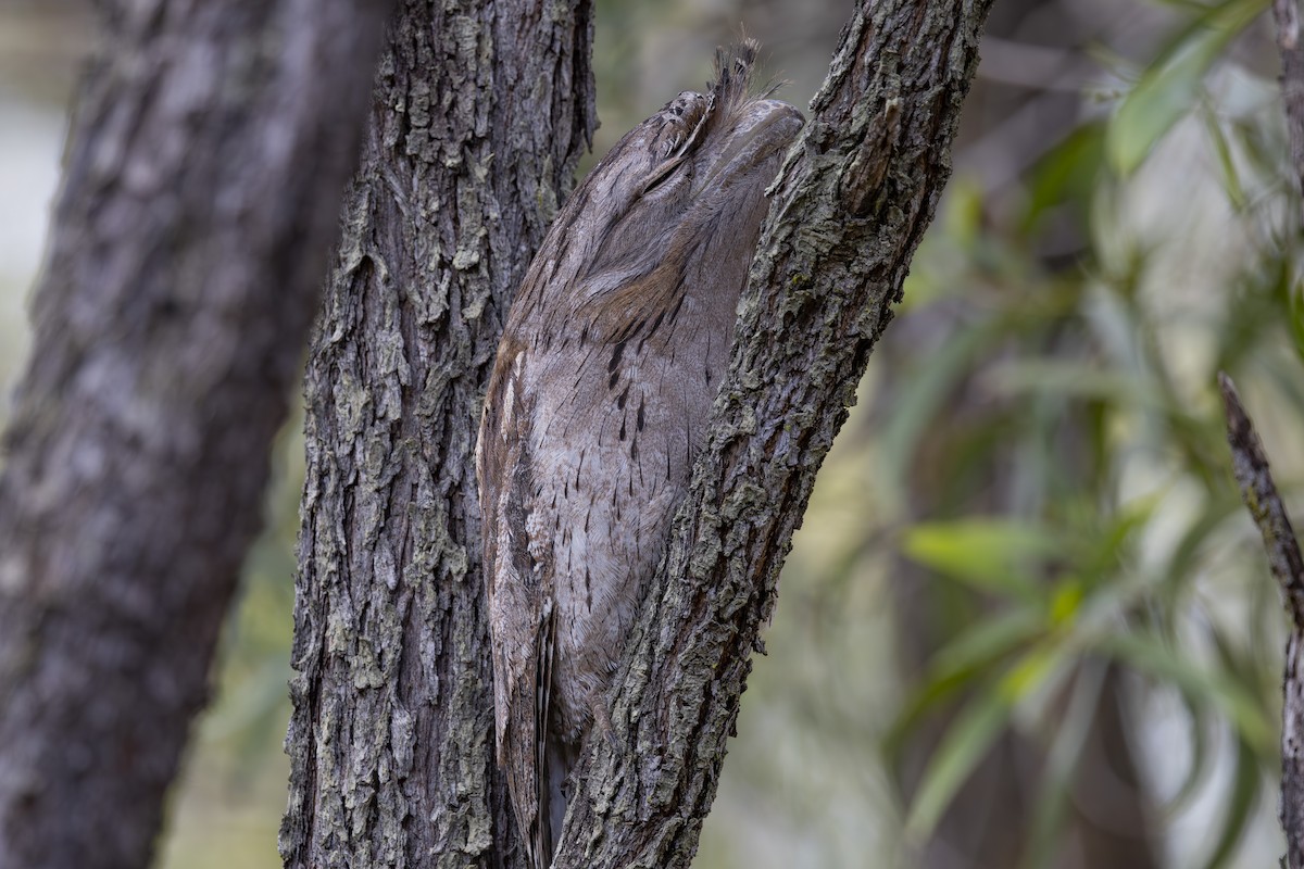 Tawny Frogmouth - ML645376116
