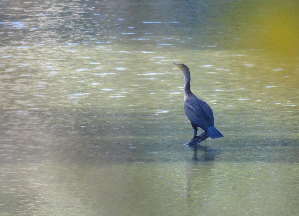 Double-crested Cormorant - ML645376139