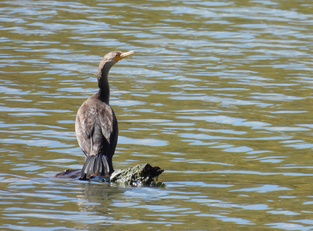 Double-crested Cormorant - ML645376140