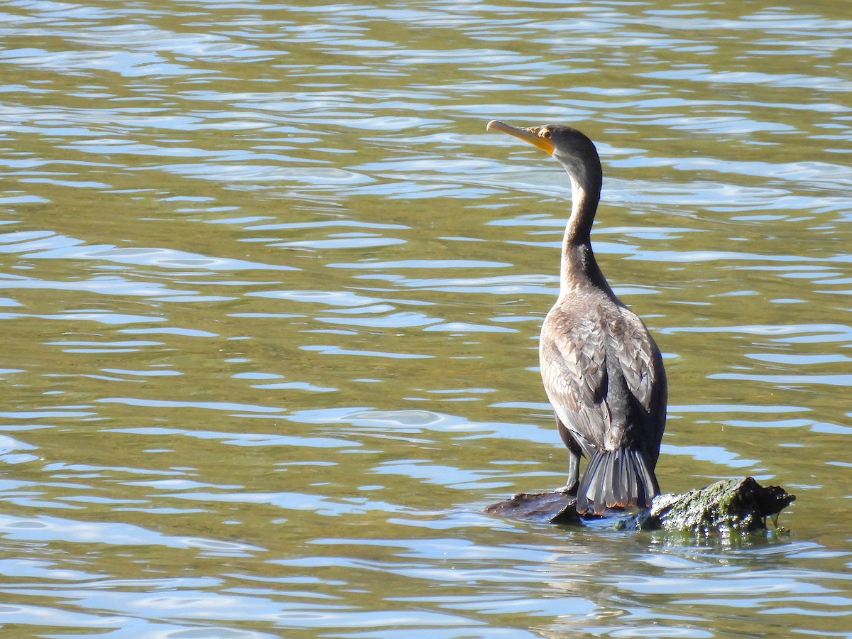 Double-crested Cormorant - ML645376141