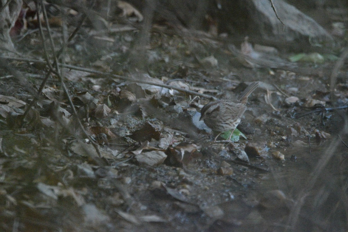 Singammer - ML645376145