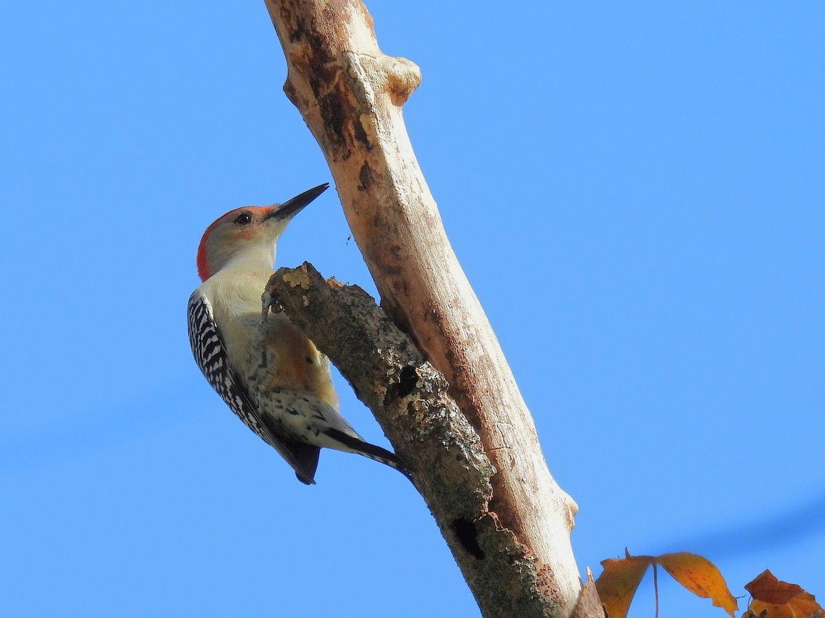Carpintero de Carolina - ML645376153