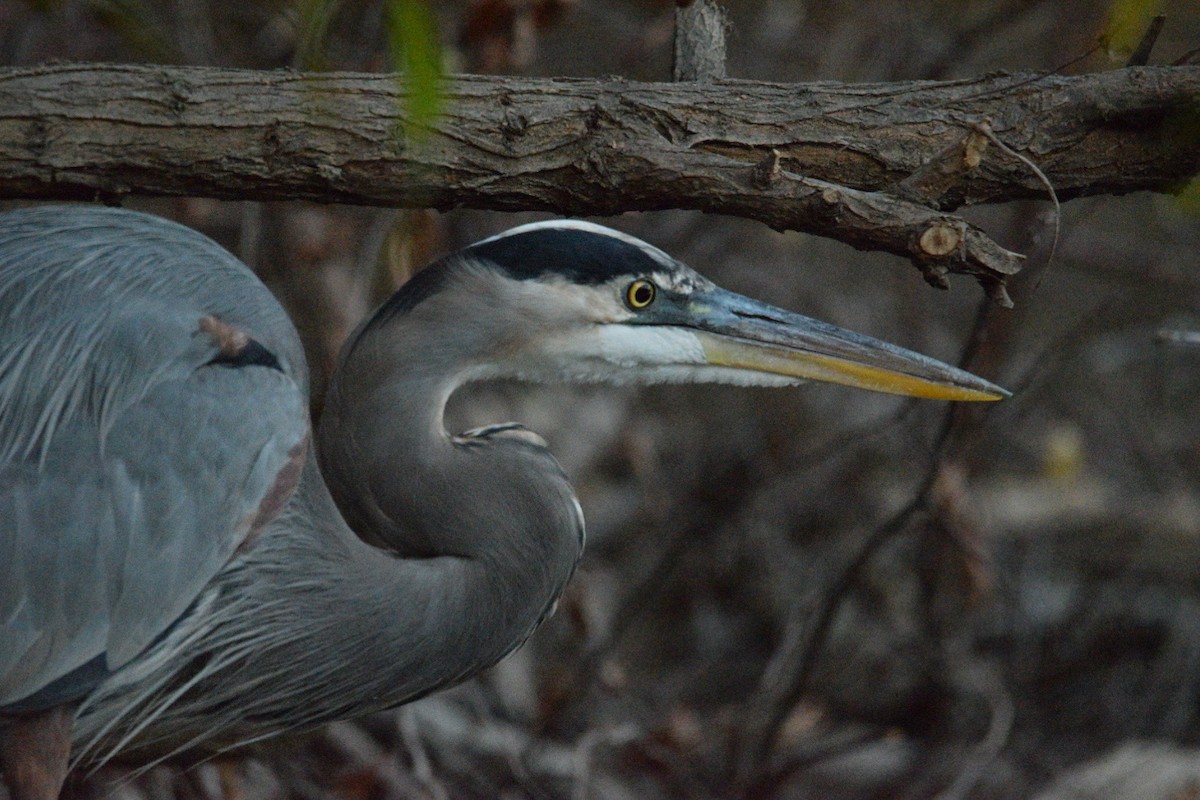 Kanadareiher - ML645376155