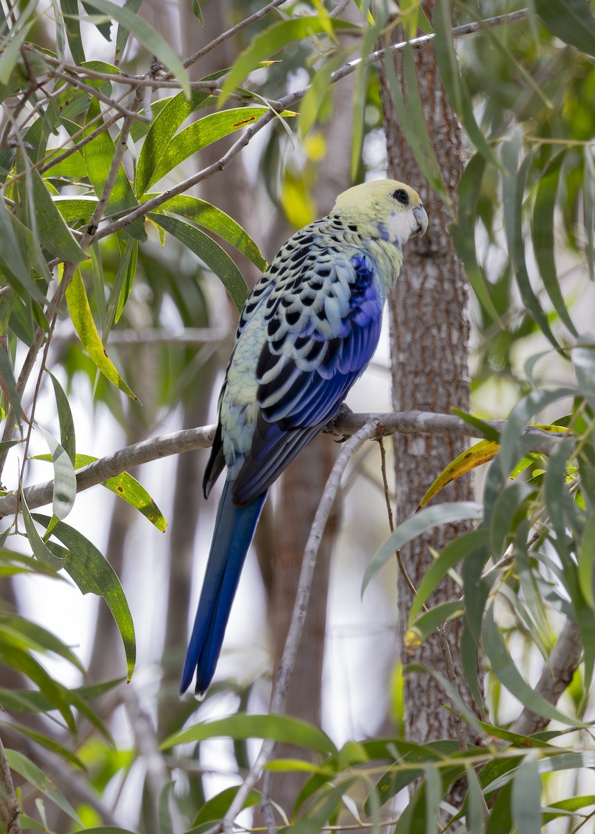 ホオアオサメクサインコ - ML645376158