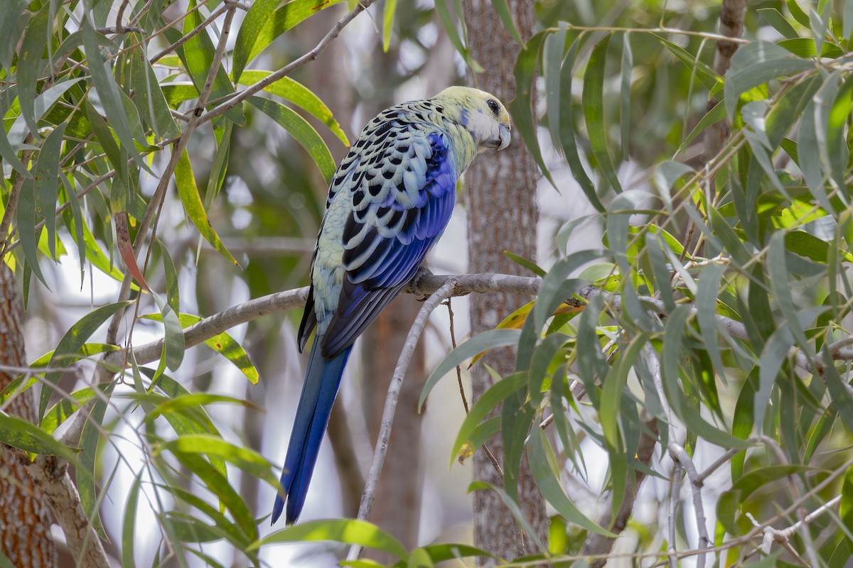 ホオアオサメクサインコ - ML645376159