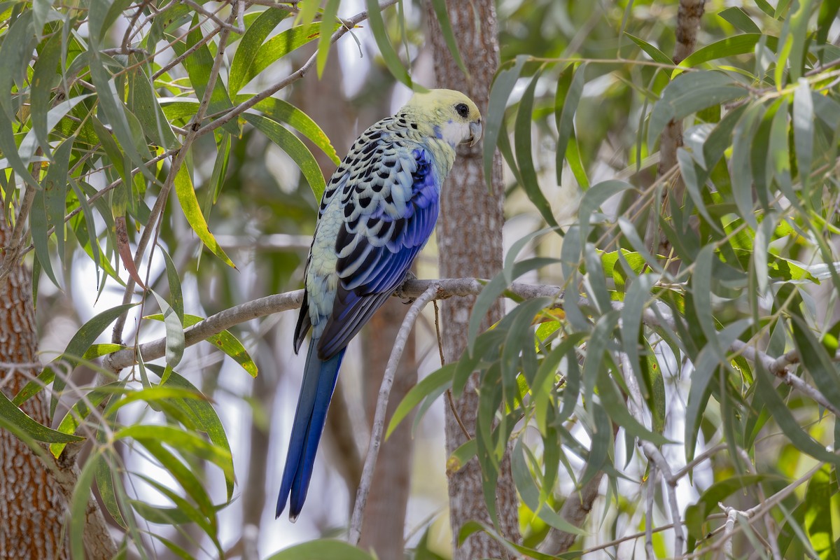 ホオアオサメクサインコ - ML645376160