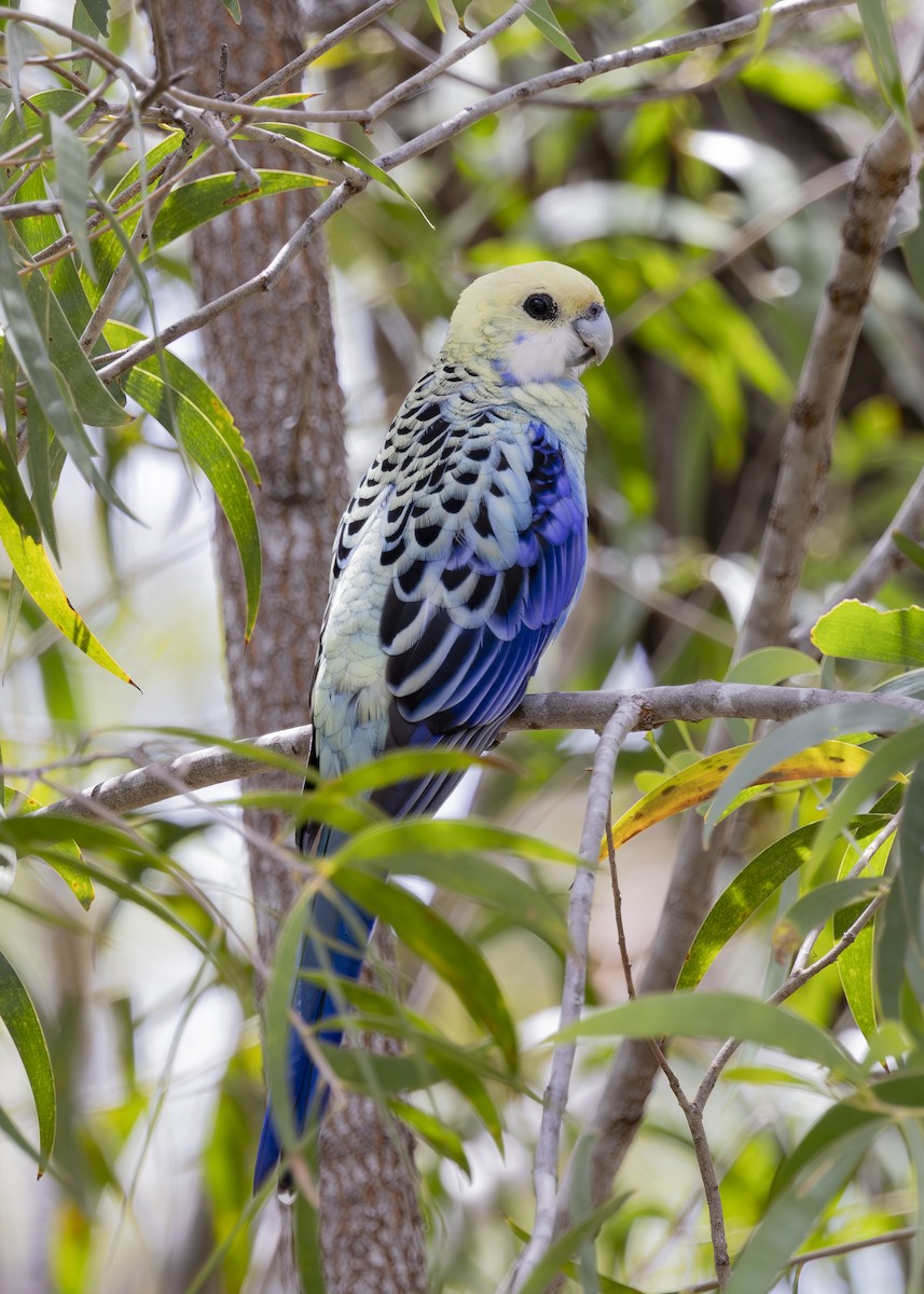 ホオアオサメクサインコ - ML645376168