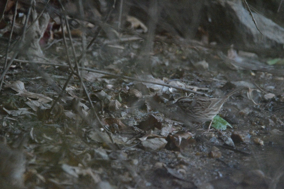 Singammer - ML645376170