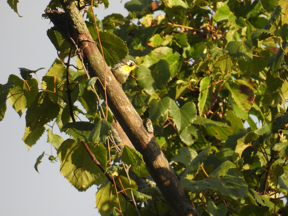 Yellow-throated Warbler - ML645376181