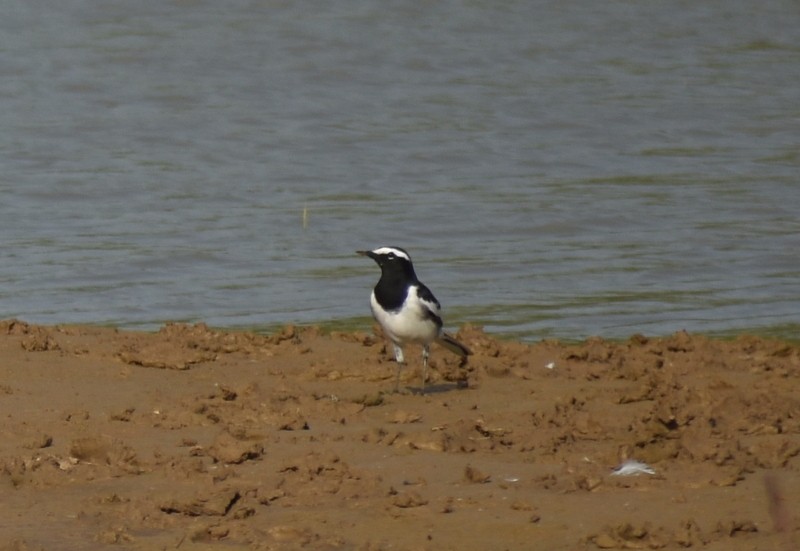 Bergeronnette indienne - ML645376185