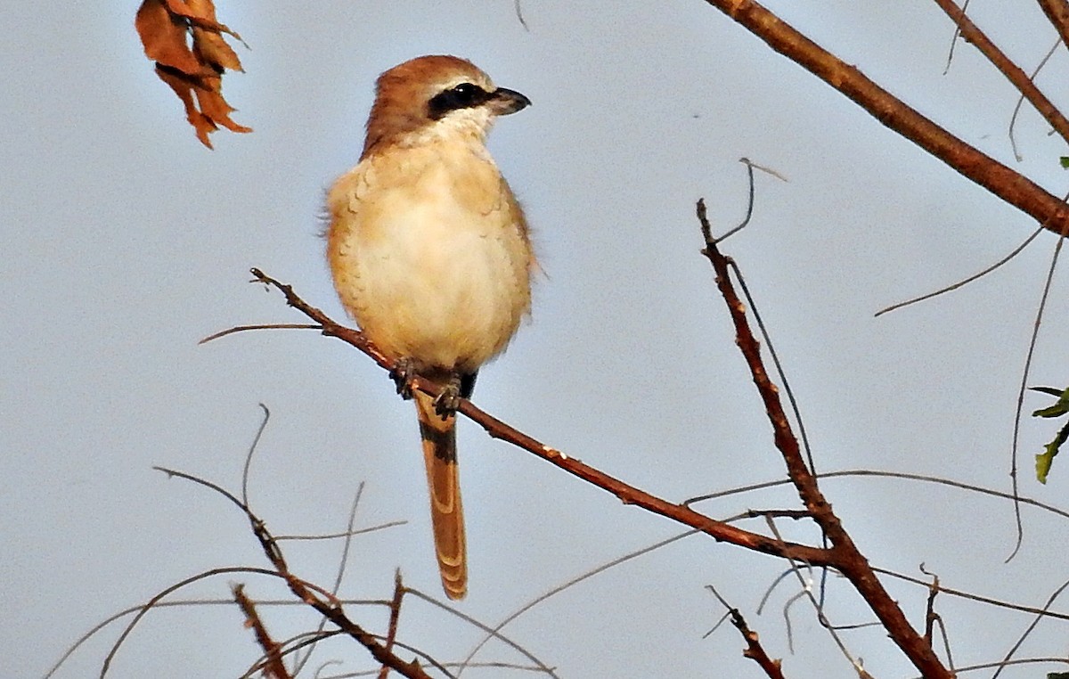 Brown Shrike - ML645376213