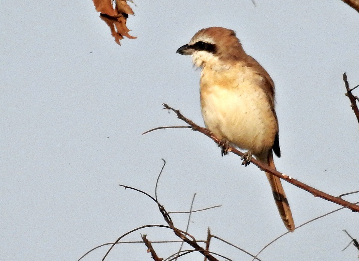 Brown Shrike - ML645376214
