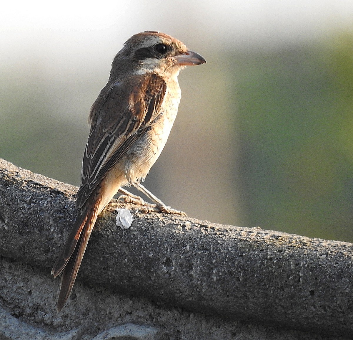 Brown Shrike - ML645376215