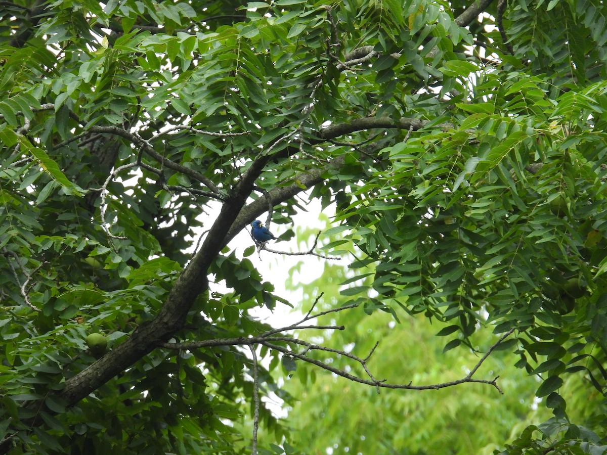 Индиговый колорин - ML645376221