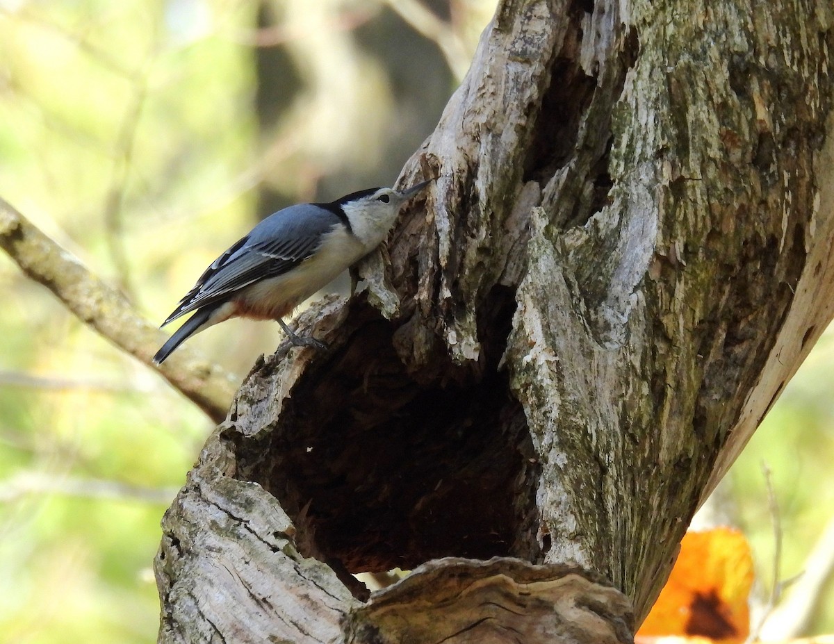 White-breasted Nuthatch - ML645376229