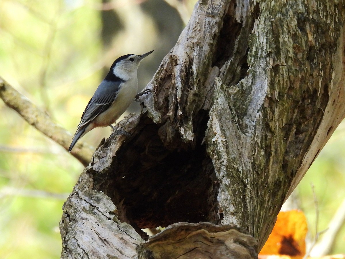 White-breasted Nuthatch - ML645376230