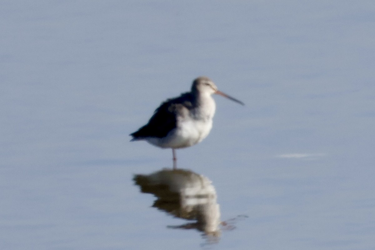 Spotted Redshank - ML645376231