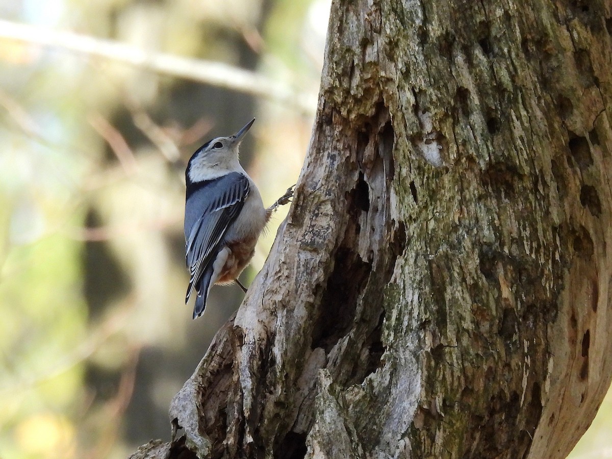 White-breasted Nuthatch - ML645376232