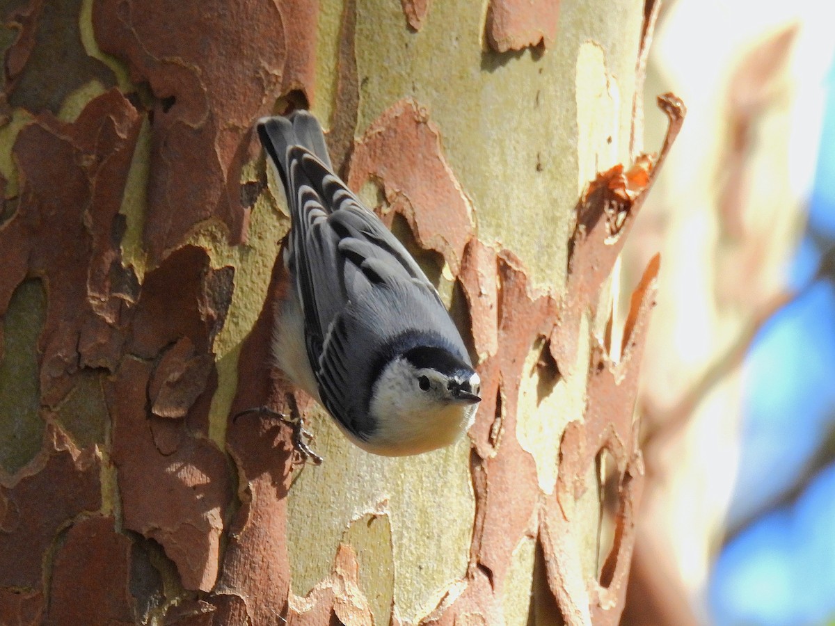White-breasted Nuthatch - ML645376233