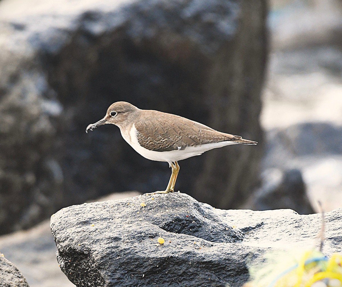 Common Sandpiper - ML645376234