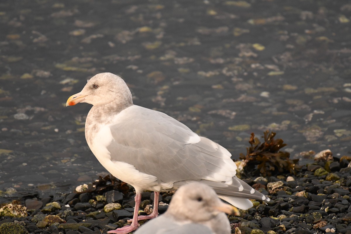 American Herring x Glaucous-winged Gull (hybrid) - ML645376235