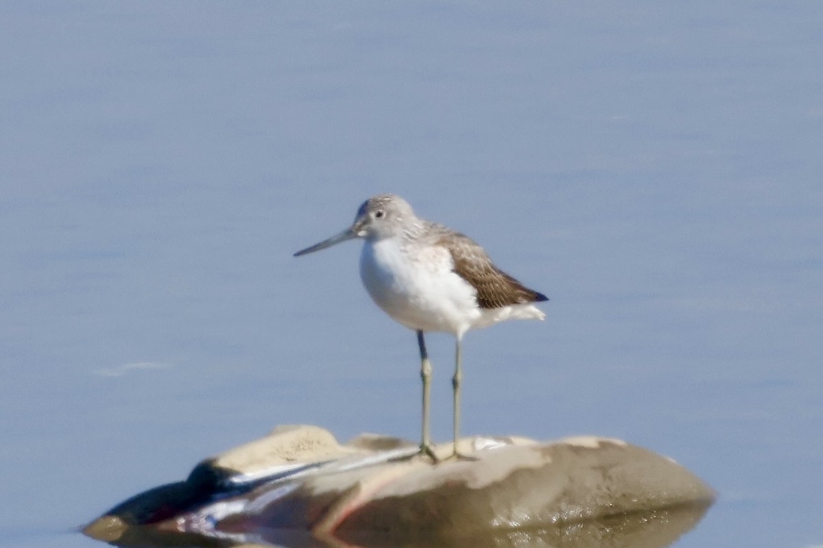 Common Greenshank - ML645376236
