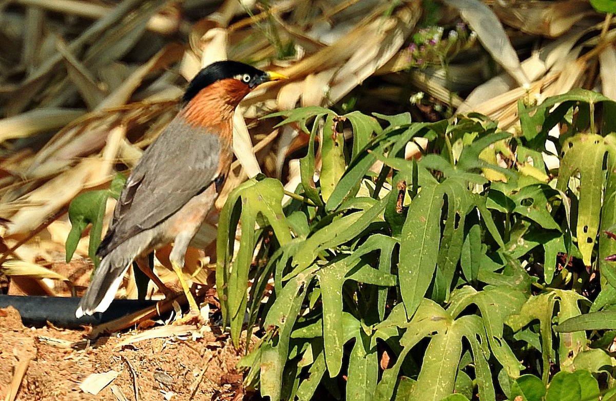 Brahminy Starling - ML645376237