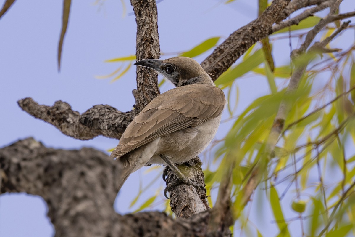 Little Friarbird - ML645376239