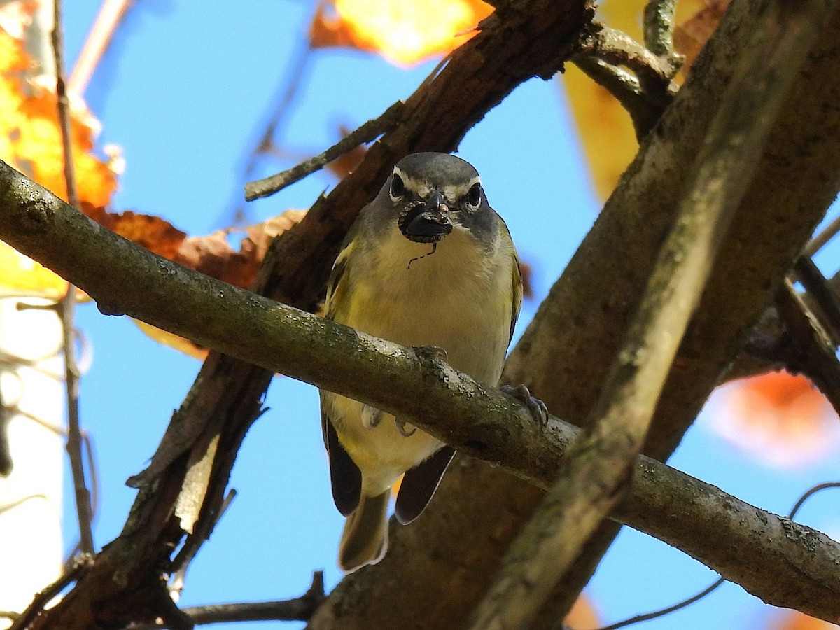 Blue-headed Vireo - ML645376240