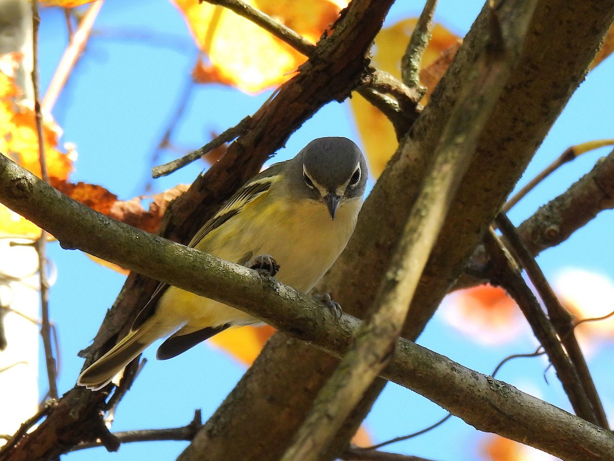 Blue-headed Vireo - ML645376241