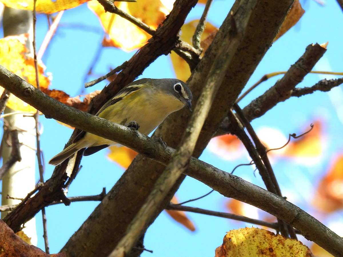Blue-headed Vireo - ML645376242