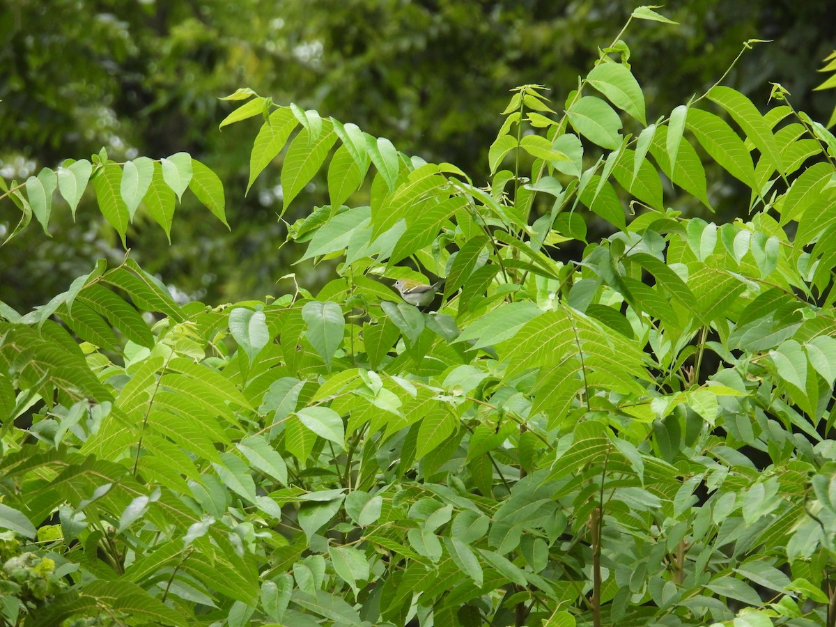 lesňáček rezavoboký - ML645376243