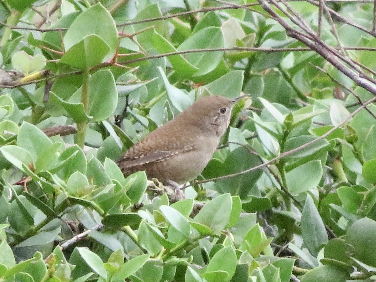 Northern House Wren - ML645376244