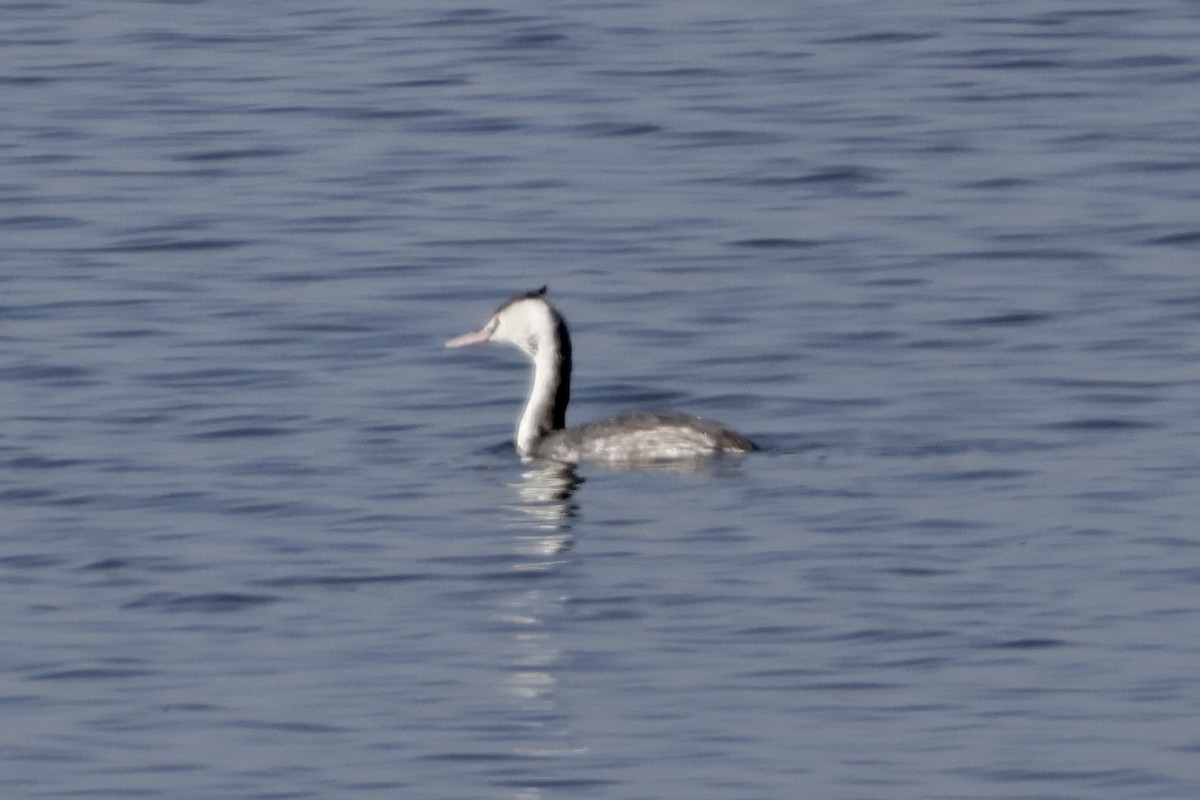 Great Crested Grebe - ML645376245